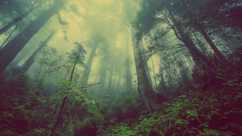 niebla, bosques y vegetación forman parte de un desarrollo sustentable