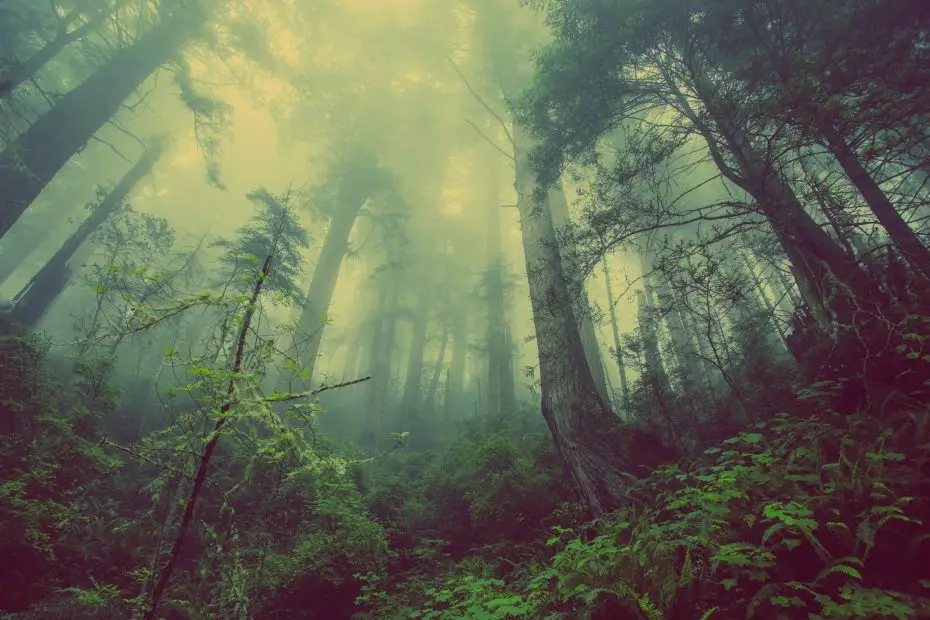 niebla, bosques y vegetación forman parte de un desarrollo sustentable