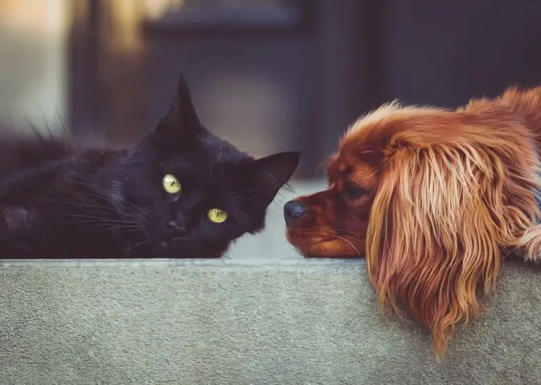 gato y perro son animales domésticos
