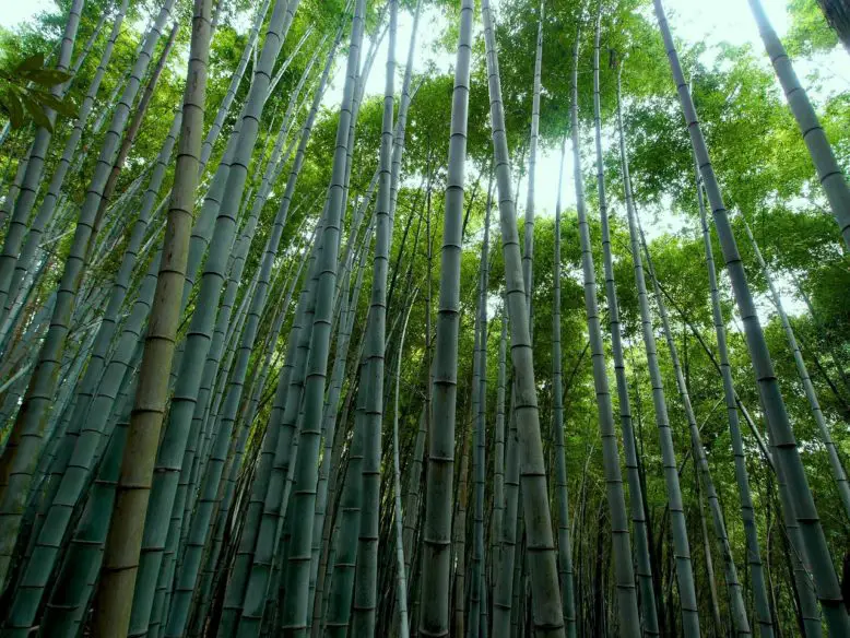 las cañas de bambú crecen en forma indiscriminada
