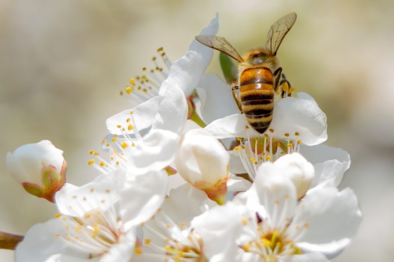 importancia de las abejas en la polinización de las plantas